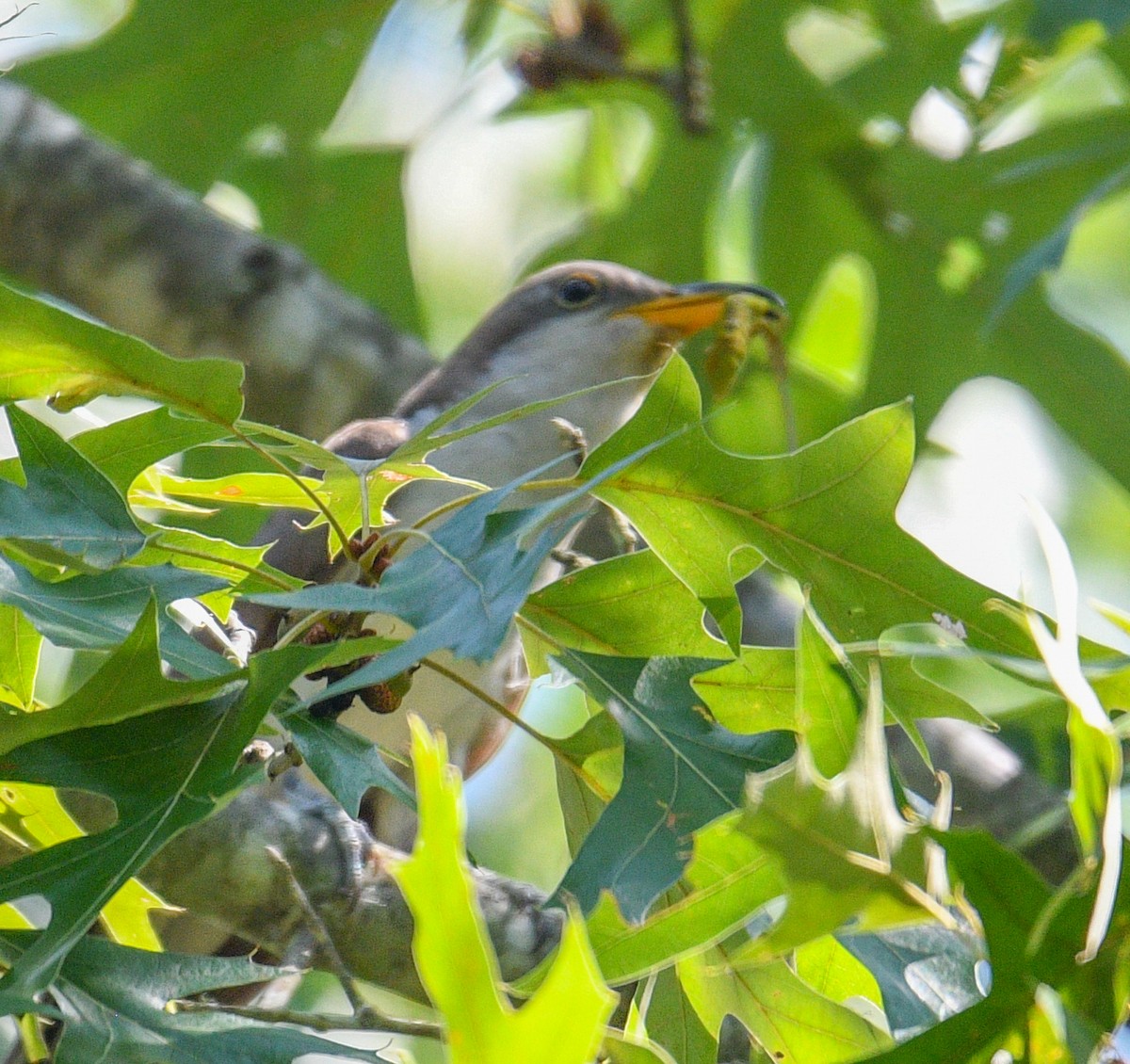 Yellow-billed Cuckoo - ML173090421