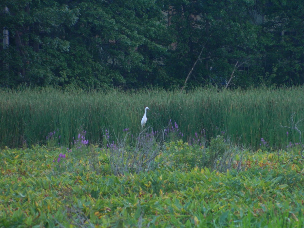 Little Blue Heron - ML173090511