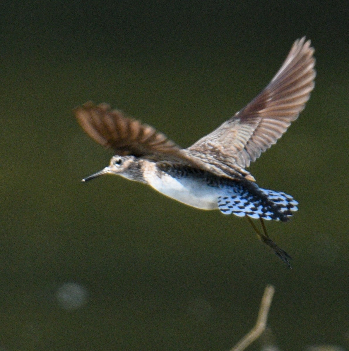 Solitary Sandpiper - ML173092901