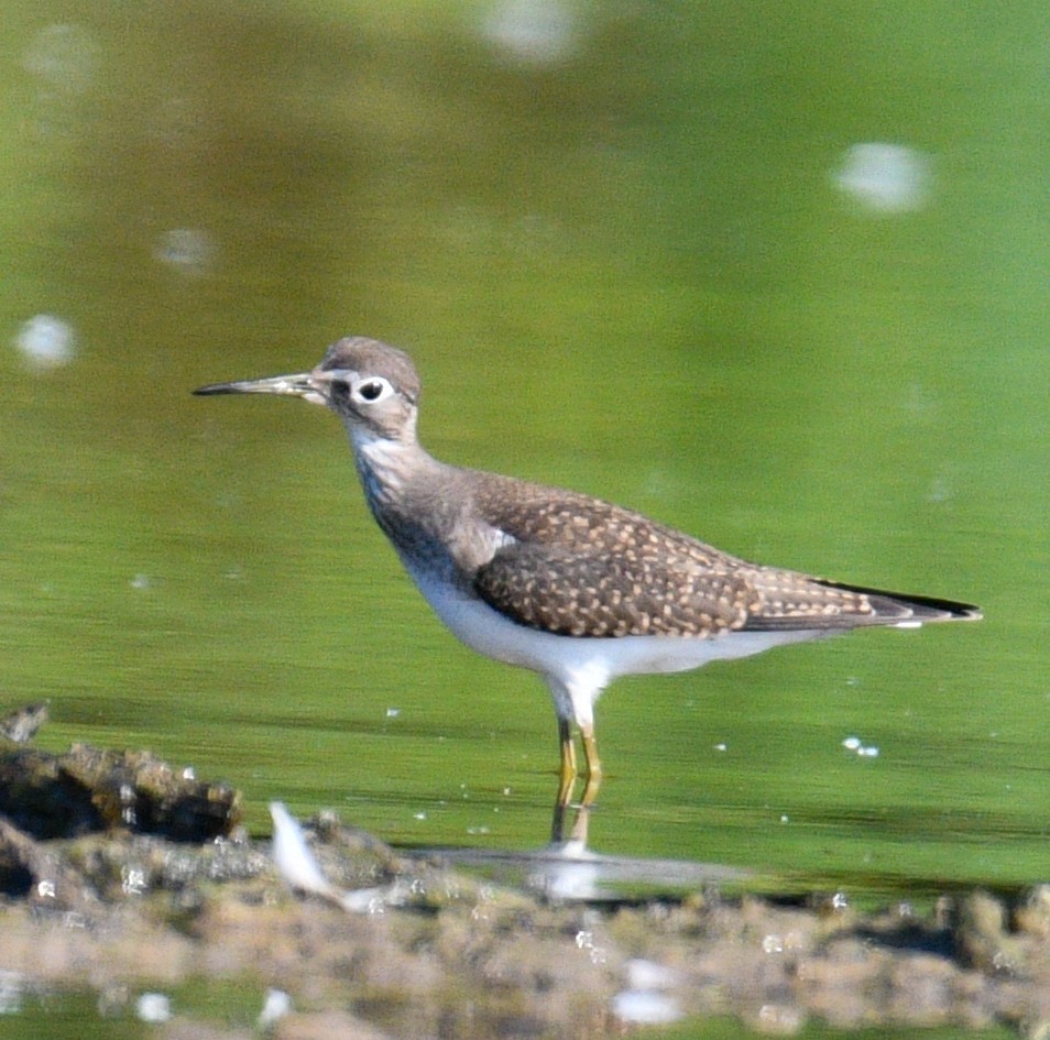 Solitary Sandpiper - ML173092941