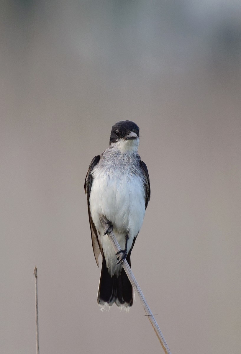 Eastern Kingbird - ML173094231