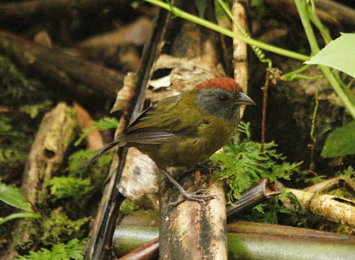 Olive Finch - ML173097151