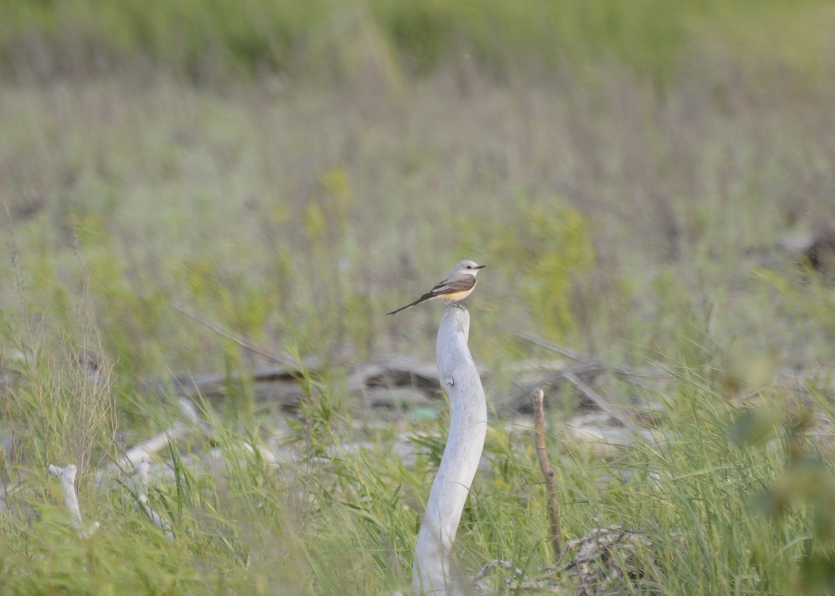 Scissor-tailed Flycatcher - ML173098171