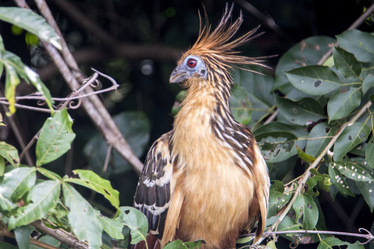 Hoatzin - ML173098511