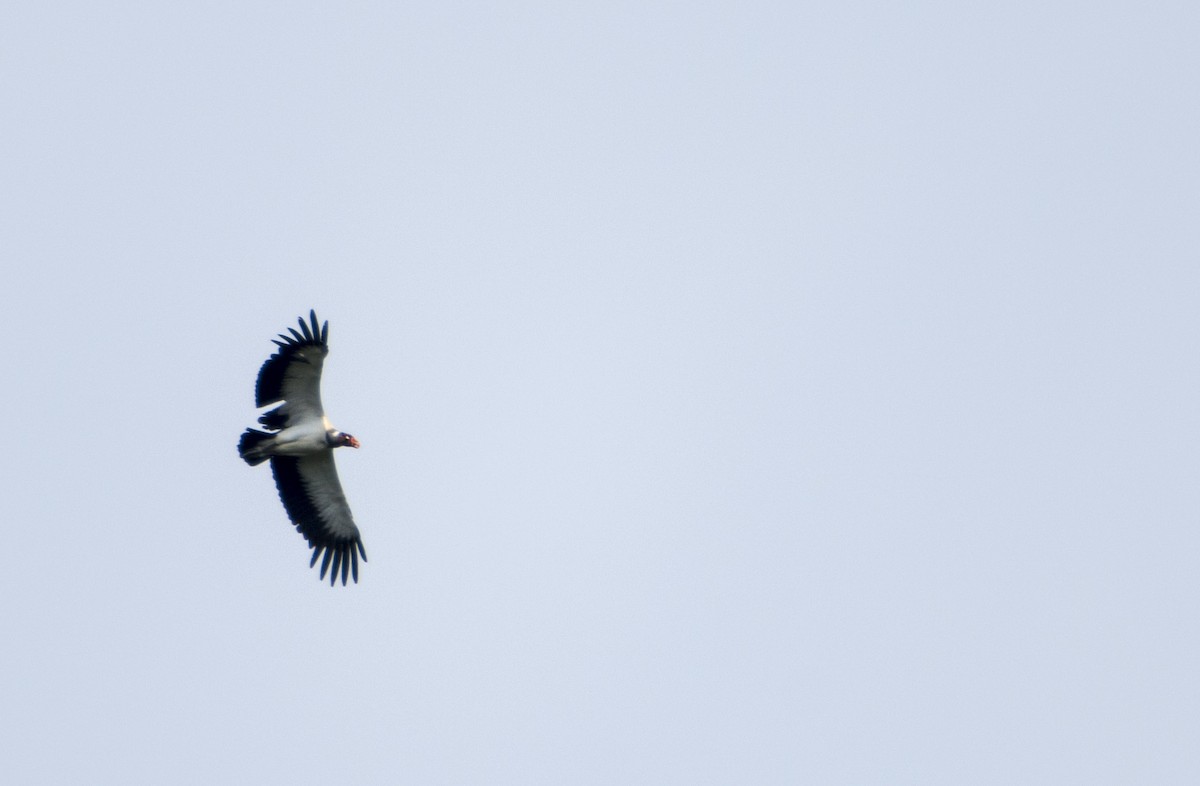 King Vulture - ML173098701