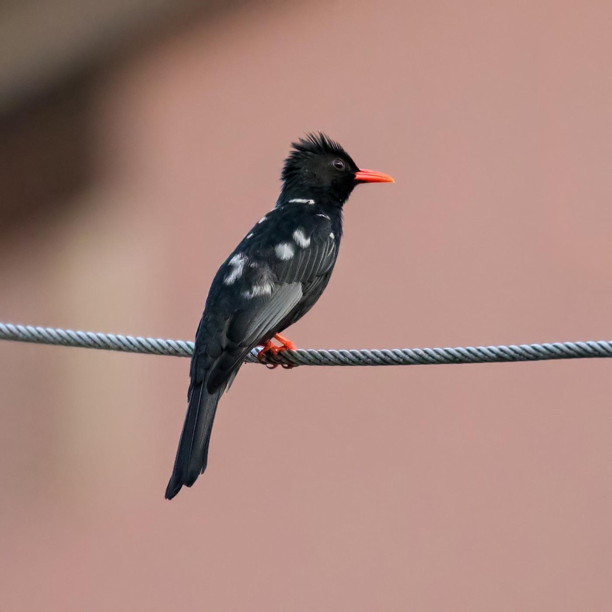 Black Bulbul - ML173098891