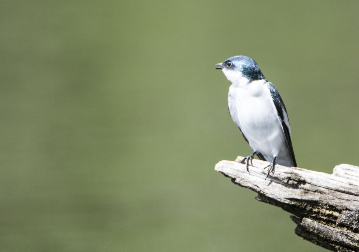 White-winged Swallow - ML173098901