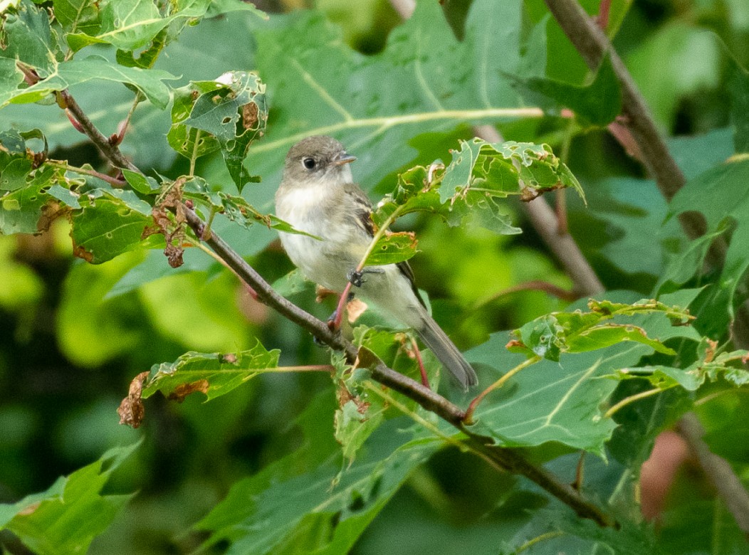 Least Flycatcher - ML173099761