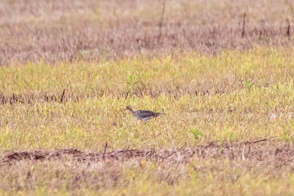 Upland Sandpiper - John McElroy