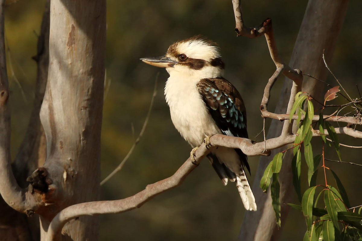 Laughing Kookaburra - Michael Hawk