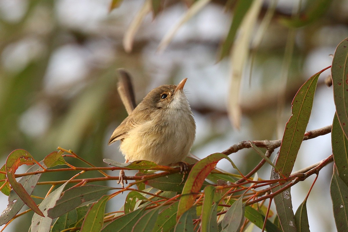 Red-backed Fairywren - ML173100301