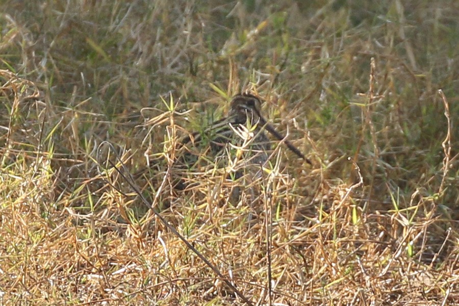 Latham's Snipe - ML173100361