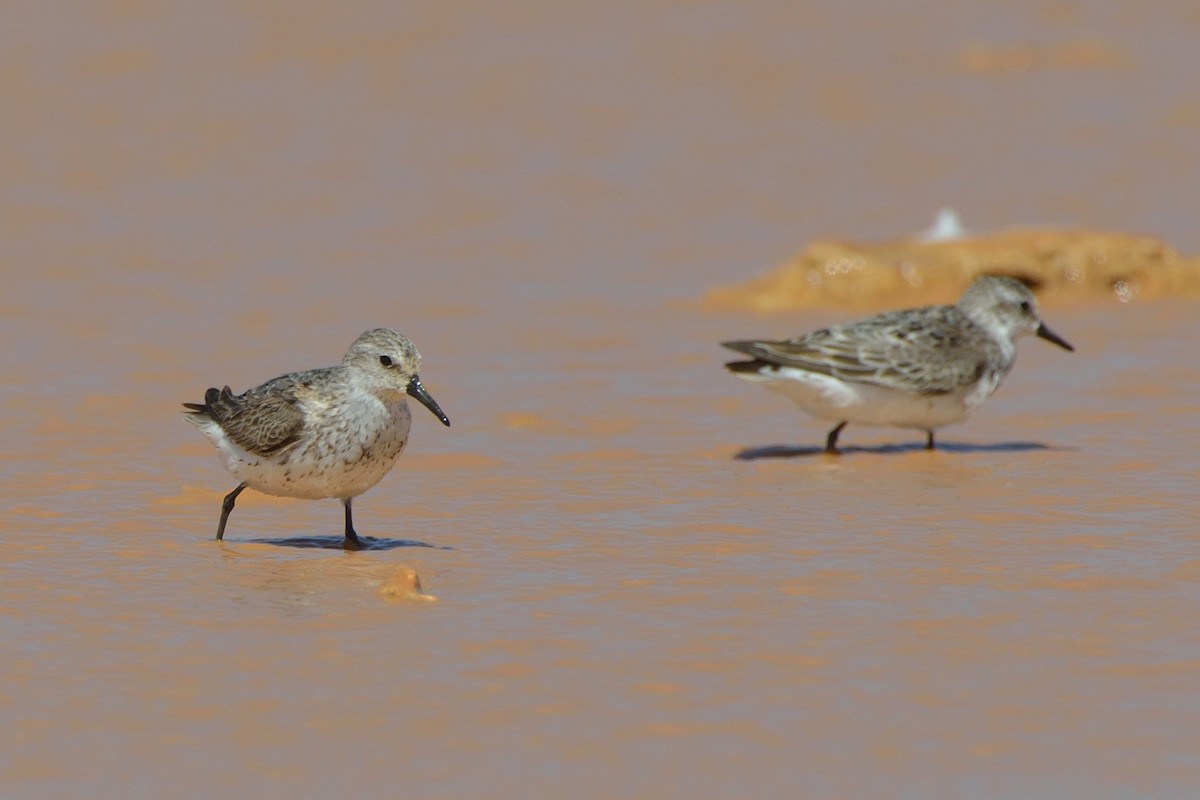 beringsnipe - ML173100401