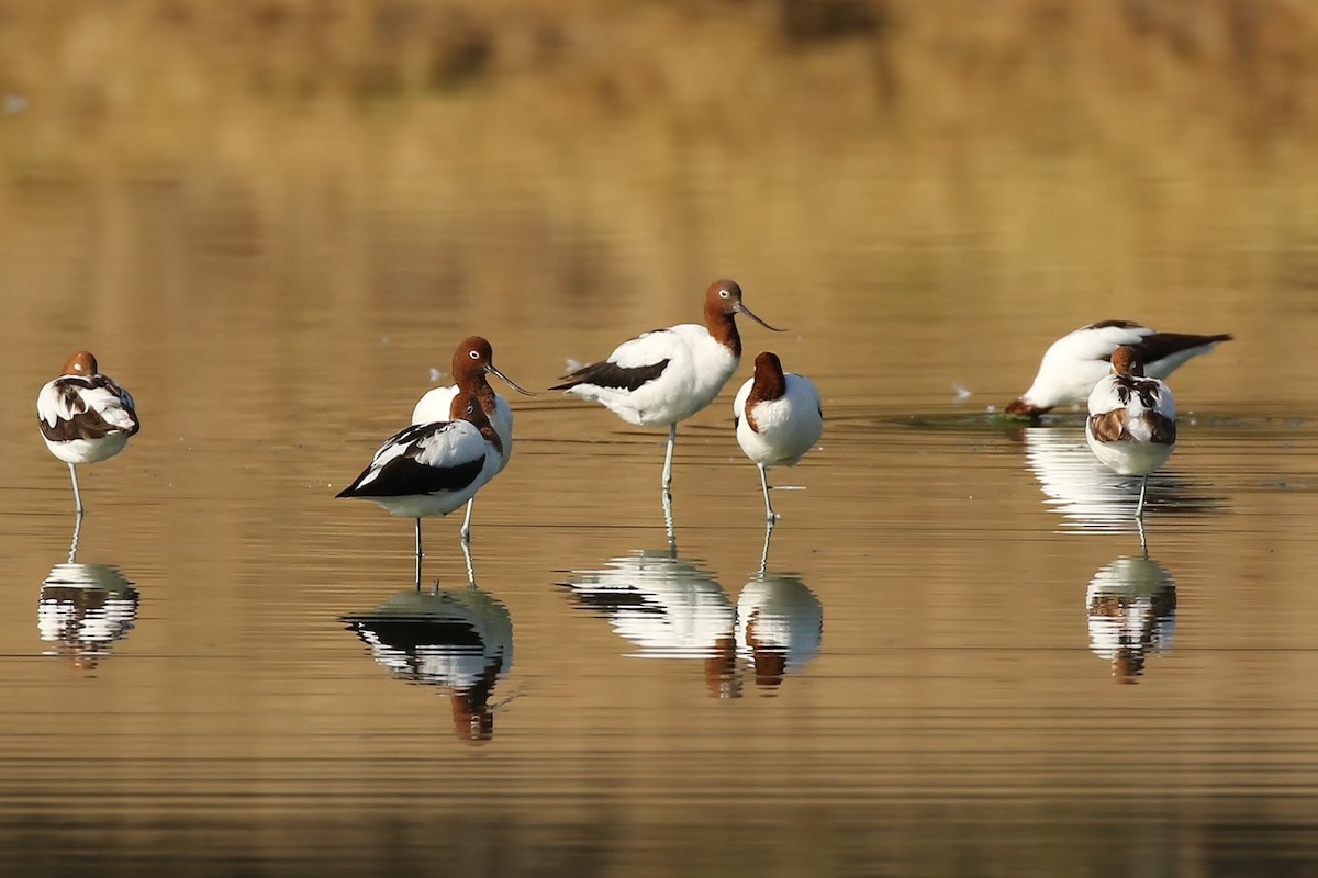 Red-necked Avocet - ML173100411
