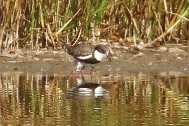 Red-kneed Dotterel - ML173100461