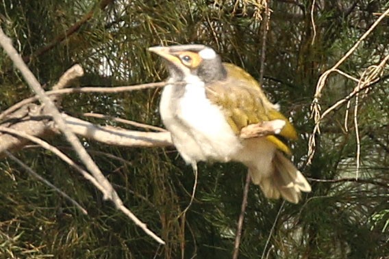 Blue-faced Honeyeater - ML173100491