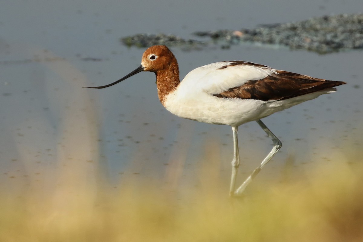 Red-necked Avocet - ML173100541