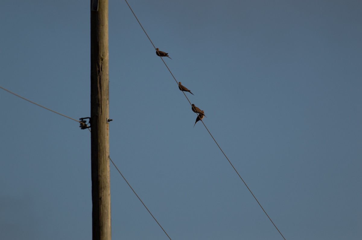 Mourning Dove - ML173100611