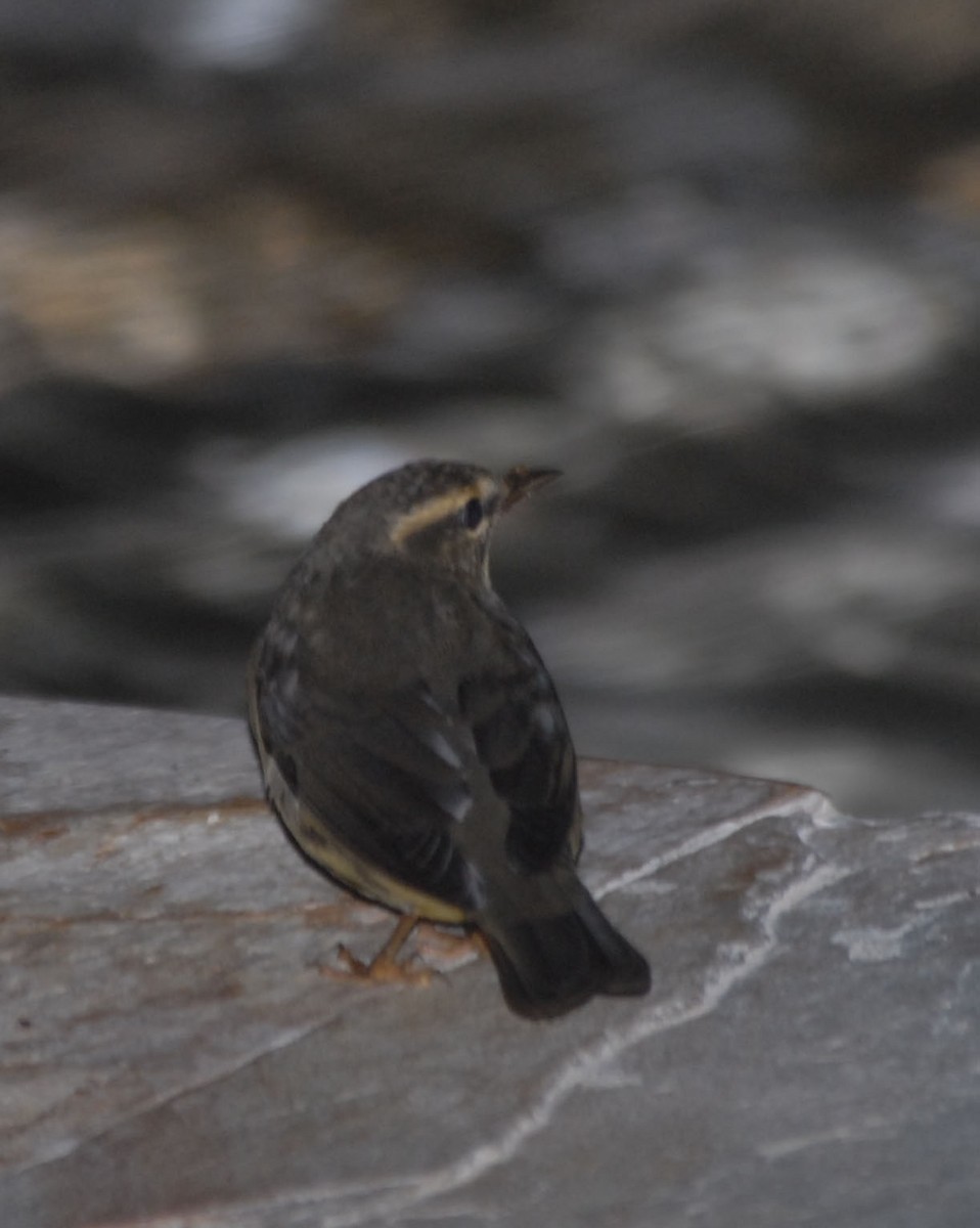 Northern Waterthrush - Wayne  Sutherland