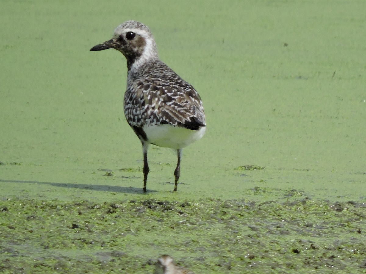 Black-bellied Plover - Mike Norton