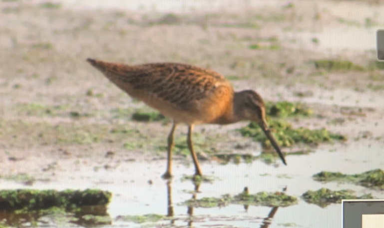 Short-billed Dowitcher - ML173103561
