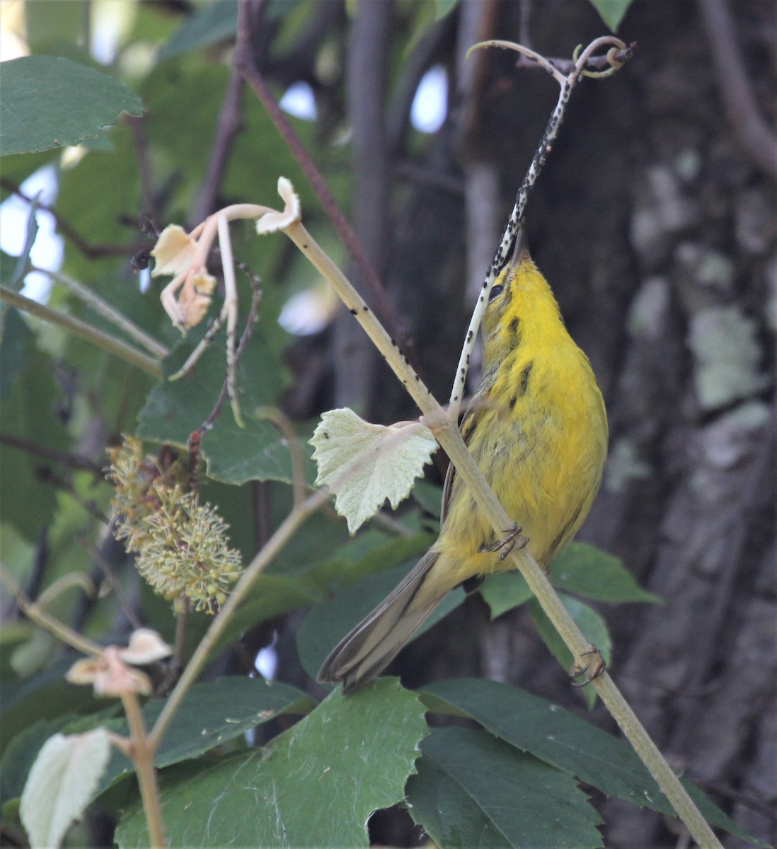 Prairie Warbler - ML173103711