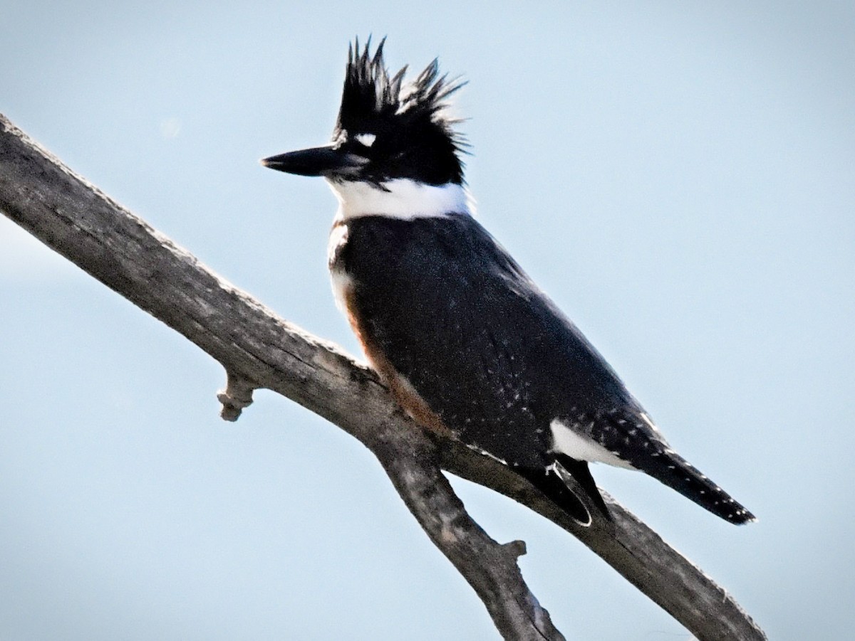 Belted Kingfisher - ML173103941