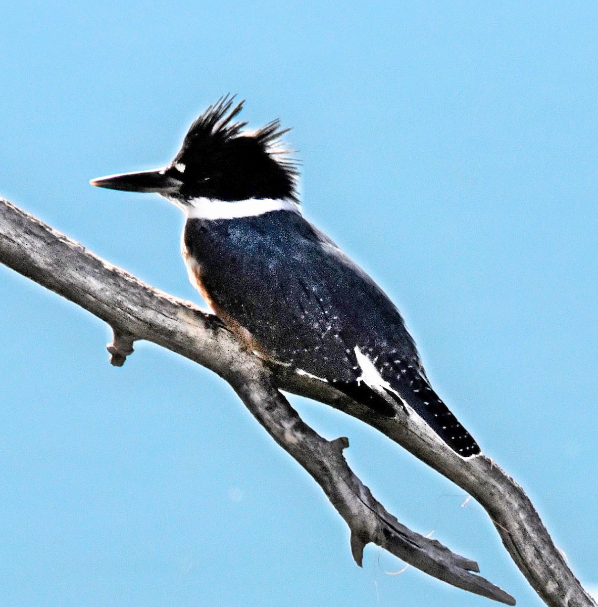 Belted Kingfisher - ML173103951