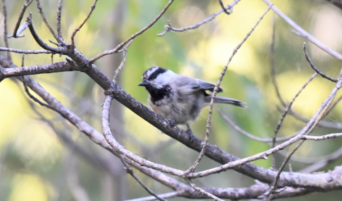 Mountain Chickadee - ML173105141