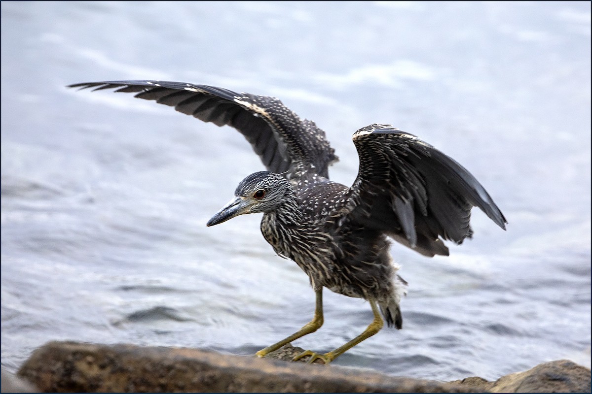 Yellow-crowned Night Heron - ML173105391