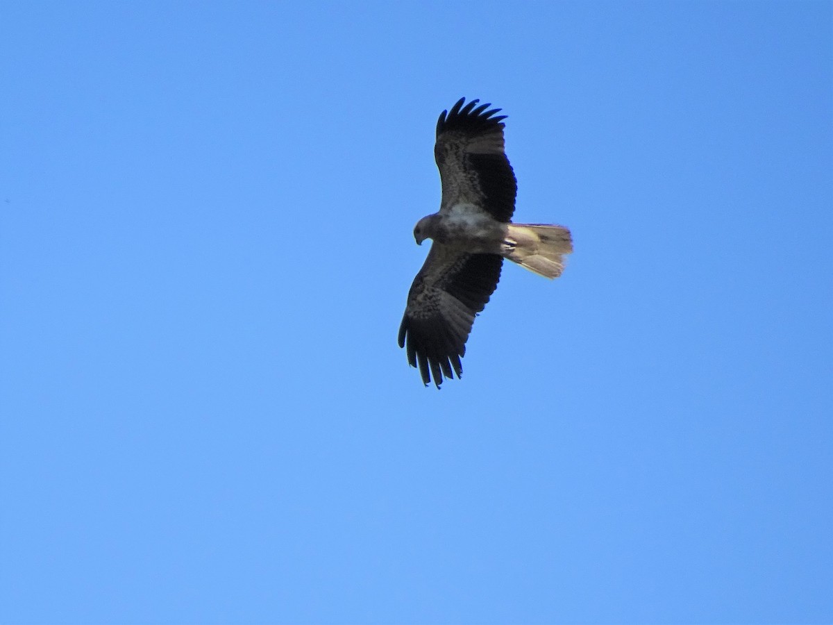 Whistling Kite - ML173105441