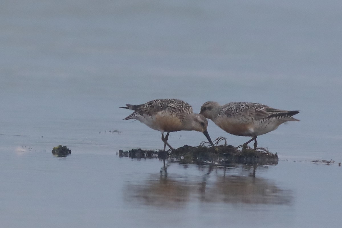 Red Knot - ML173106851