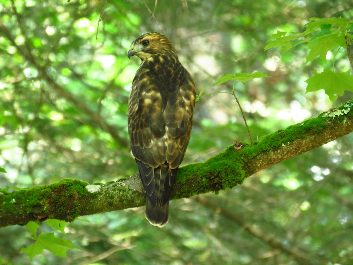 Broad-winged Hawk - Bette Robo