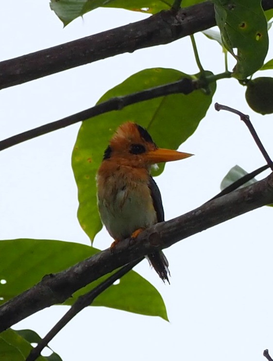 Yellow-billed Kingfisher - ML173110131