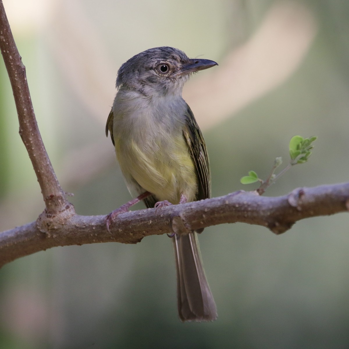 Yellow-olive Flatbill - Isaias Morataya