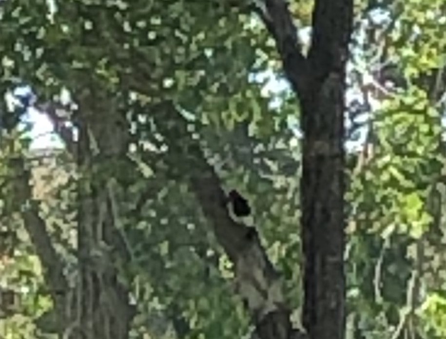 Red-headed Woodpecker - ML173113731