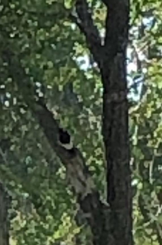 Red-headed Woodpecker - ML173113751