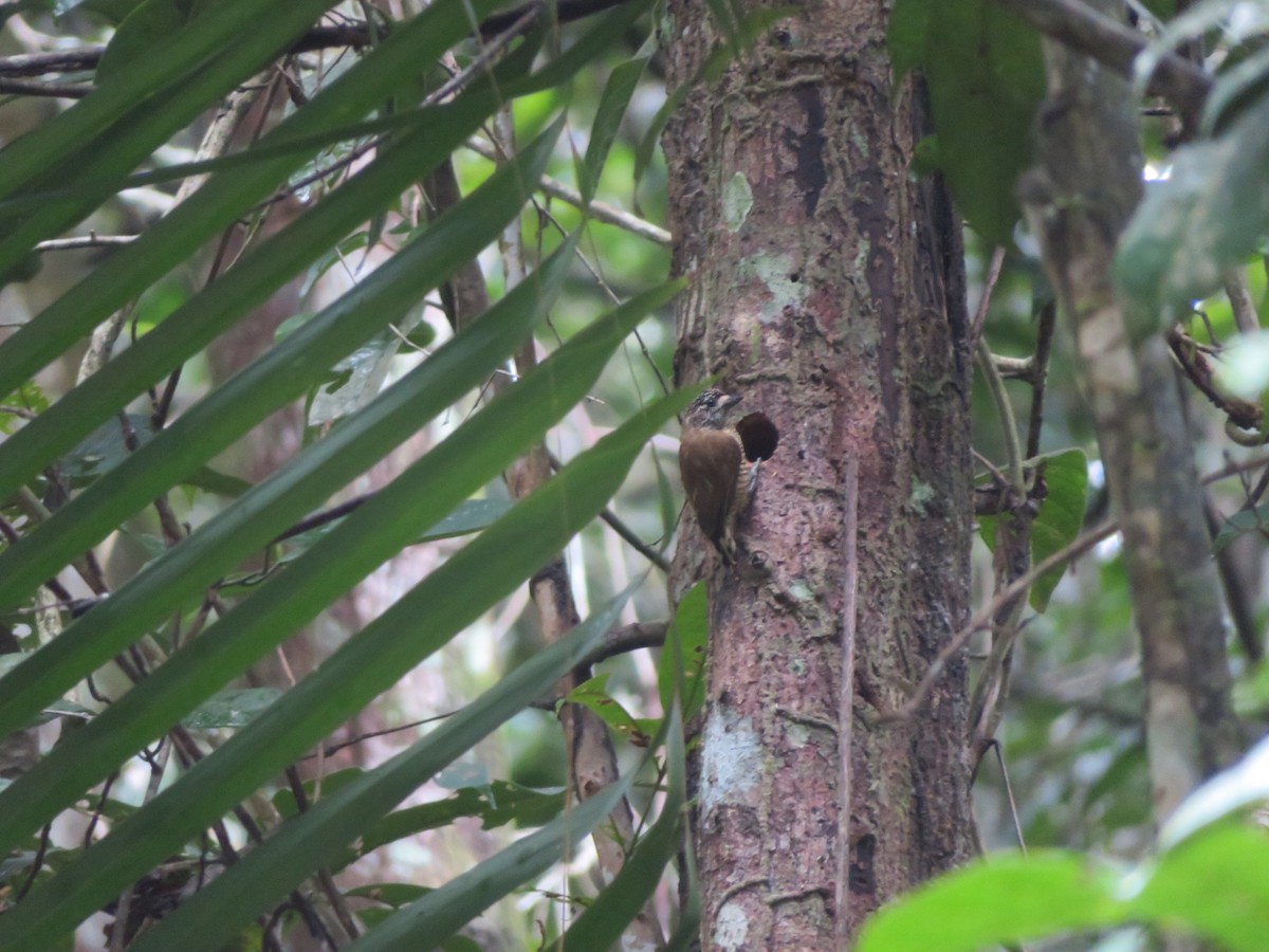 Golden-spangled Piculet (Pernambuco) - Brian Cammarano