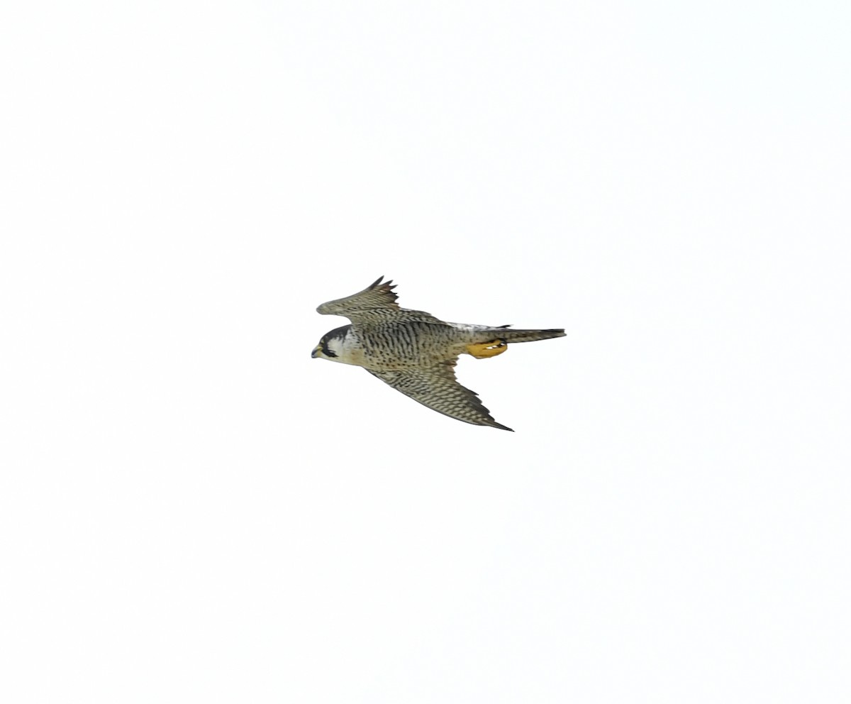 Peregrine Falcon - ML173114531