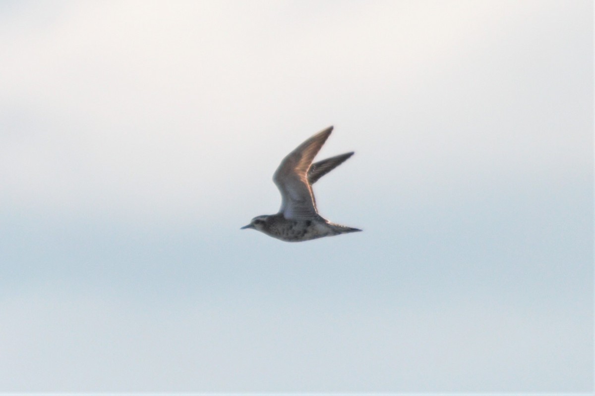 American Golden-Plover - Mitch (Michel) Doucet