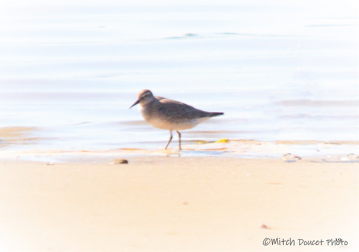 Red Knot - ML173118071