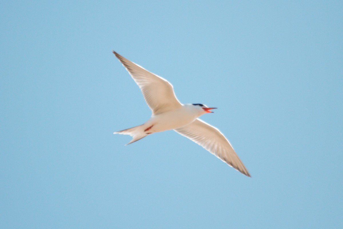 Common Tern - ML173118321