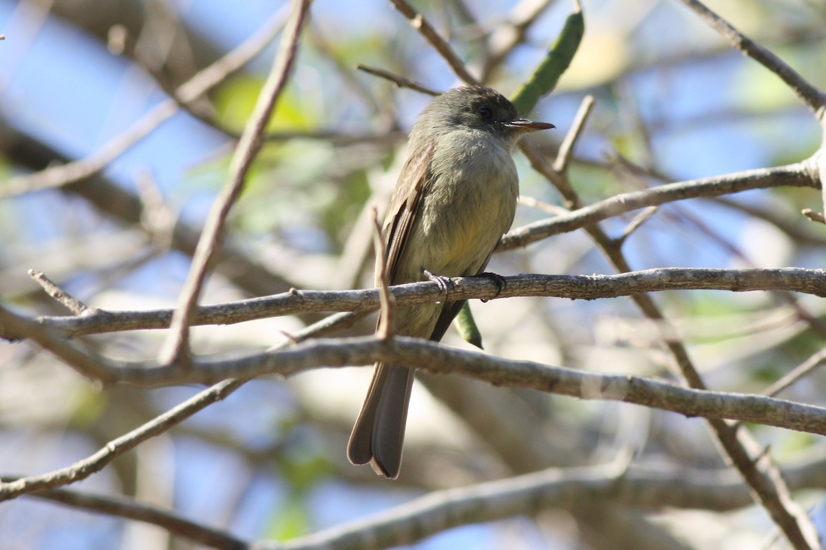 Hispaniolan Pewee - george parker