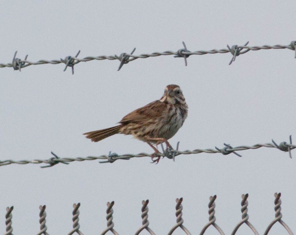 Song Sparrow - Liz Shlapack