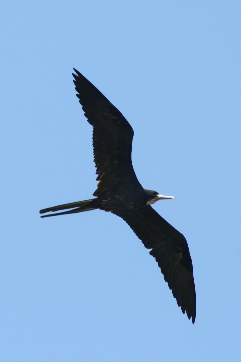 Magnificent Frigatebird - ML173120711