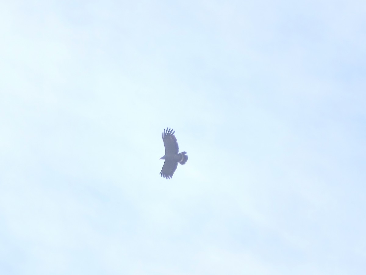 African Harrier-Hawk - ML173120891