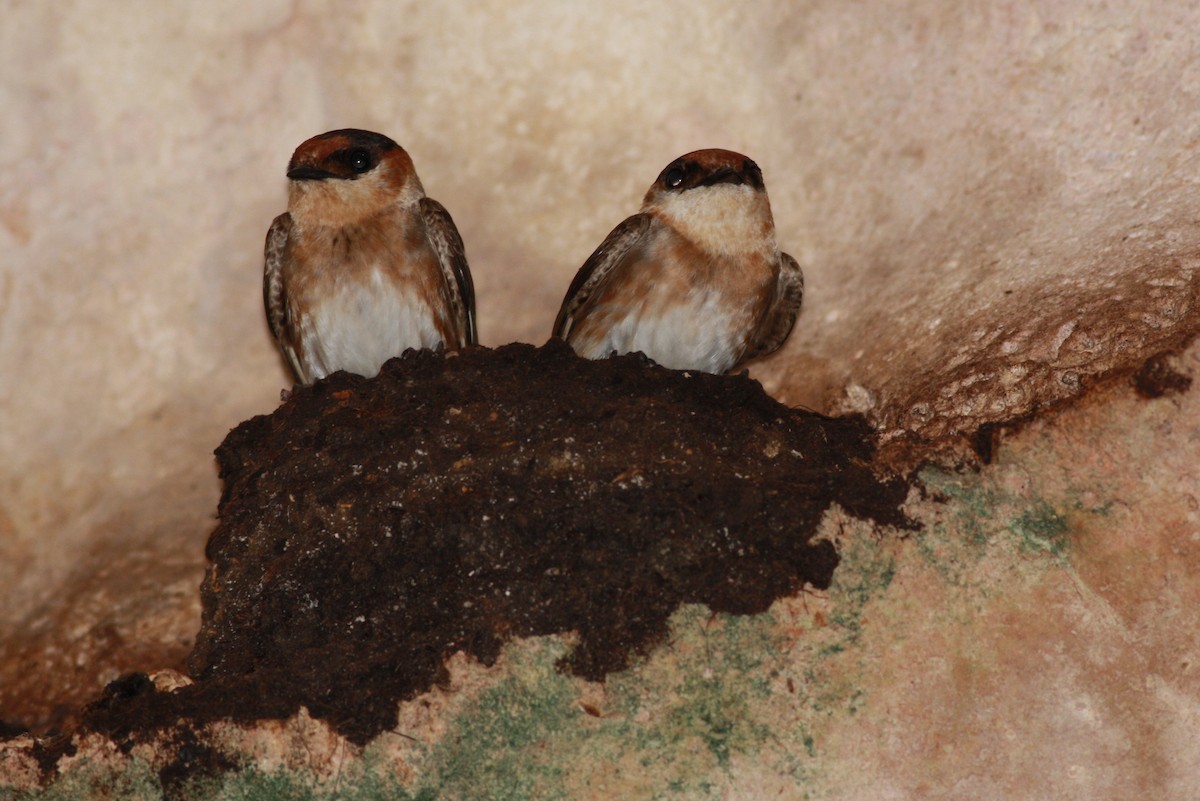 Cave Swallow - ML173121011