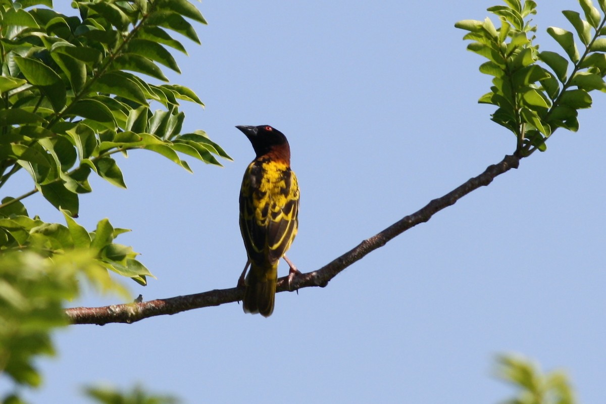 Village Weaver - ML173121181