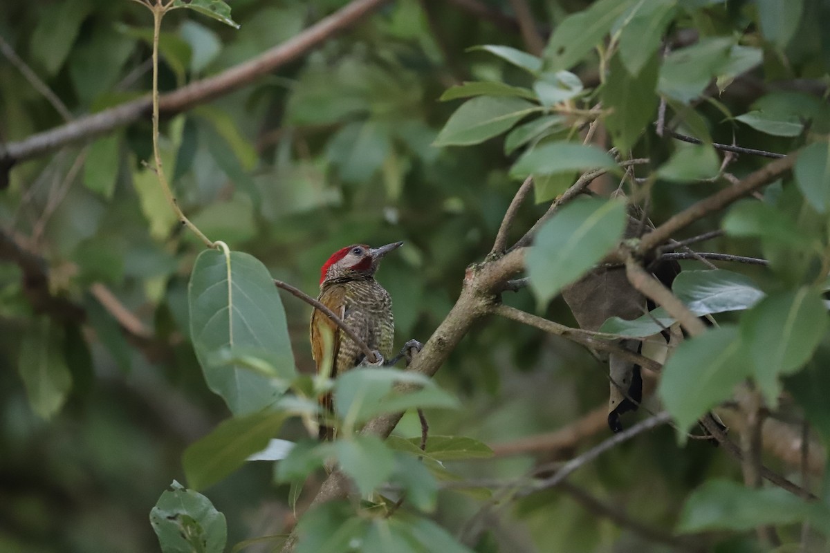 Golden-olive Woodpecker - ML173121891