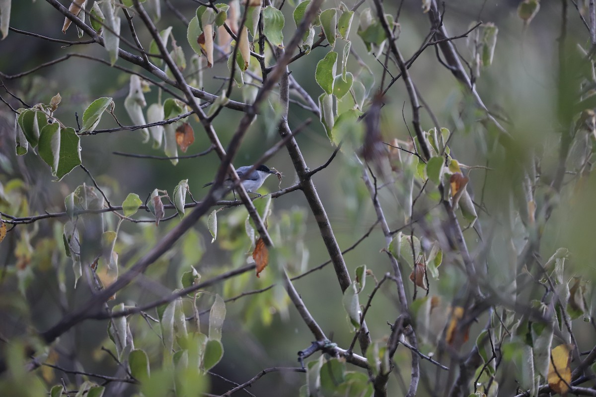 White-lored Gnatcatcher - ML173122821